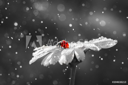 Ladybug on daisy flower and water drops, abstract background - 901156475