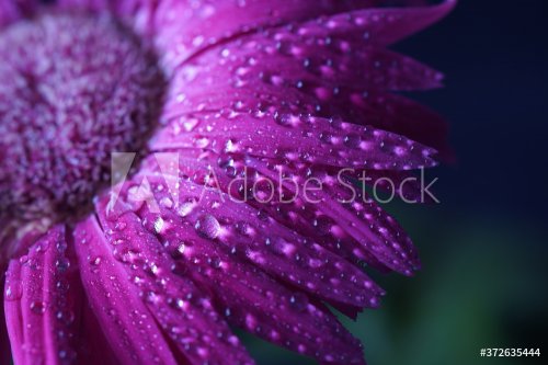 Pink Gerbera flower blossom with water drops - close up - 901156457