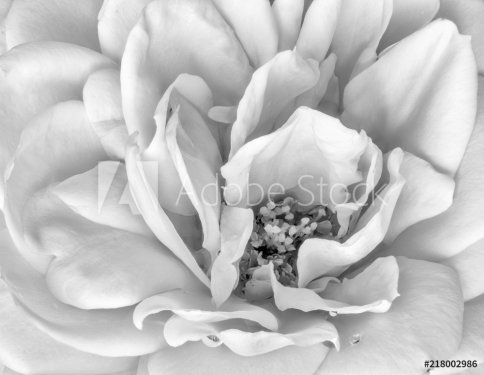the inner of a single isolated monochrome rose blossom, black and white fine ... - 901156473