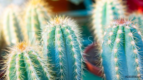Various types of mini cactus, zebra plant