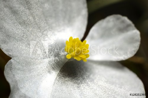 white viola flower closeup - 901156461