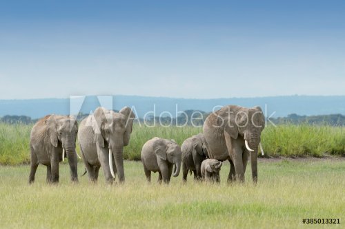 African elephant (Loxodonta africana)family walking on savanna, towards camera, Amboseli national park, Kenya.