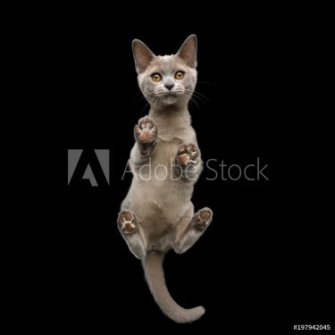 Bottom view of Burmese Kitten Standing with Cute paw pads and Curious Face Gazing on isolated black background