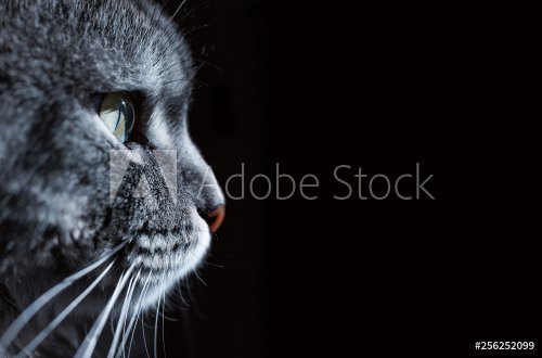 Close up view of beautiful cat's green eye and nose. Gray cat on dark background. Beautiful textured fur. Macro. Pets concept. Animal portrait.