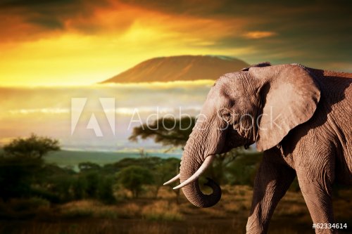 Elephant on savanna. Mount Kilimanjaro at sunset. Safari