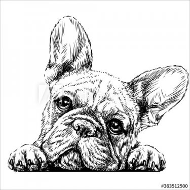French bulldog. Sticker on the wall in the form of a graphic hand-drawn sketch of a dog portrait.