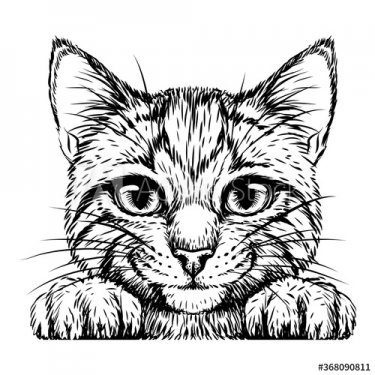 Kitten. Wall sticker. Black and white, graphic, artistic drawing of a cute st... - 901156615