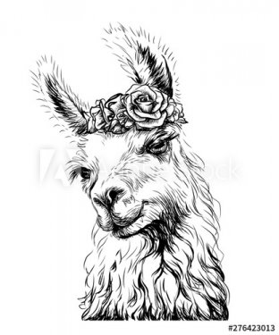 Lama/Alpaca. Sticker on the wall in the form of an outline, hand-drawn artist... - 901156612