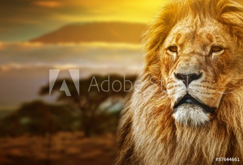 Lion portrait on savanna background and Mount Kilimanjaro
