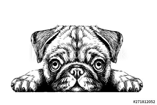 Pug. Sticker on the wall in the form of a graphic hand-drawn sketch of a dog ... - 901156619