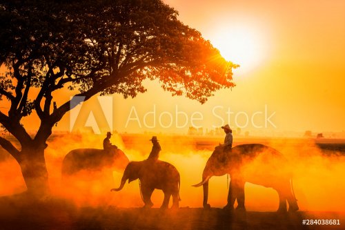 Silhouette elephant on the background of sunset. The elephant walking on a rice field in the morning. Elephant village lifestyle. The activities at Krapho, Tha Tum District, Surin, Thailand