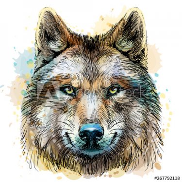 Sketchy, graphical, color portrait of a wolf head on a white background with splashes of watercolor.