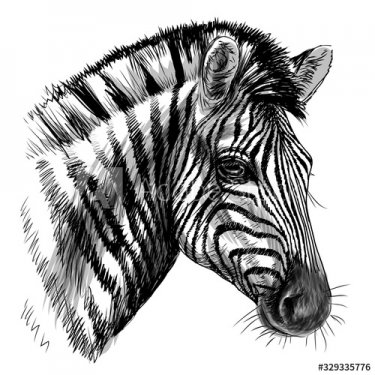 Zebra. Sketch, black and white, drawn portrait of a Zebra head on a white background.