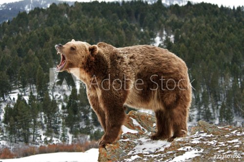 Grizzly fâché sur rocher