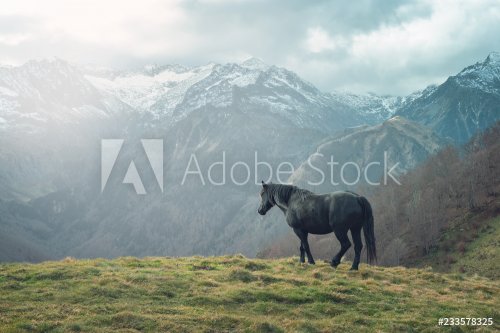 cheval de Mérens - poney ariégeois - 901156666