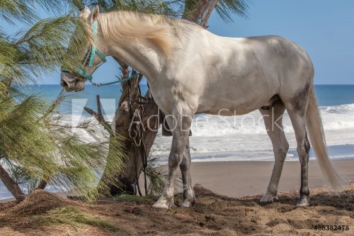 cheval blanc sur plage - 901156670