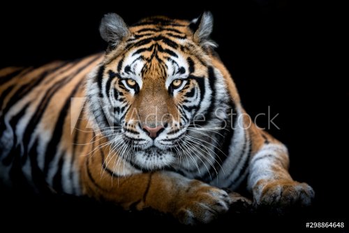 Portrait of a Tiger with a black background - 901156695