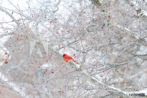 bright red cardinal bird sitting in a winter crab apple tree