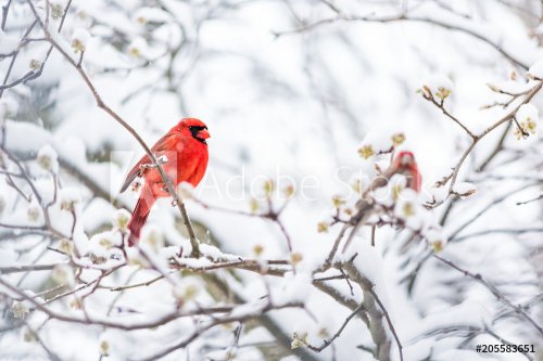 Closeup of one vibrant saturated red northern cardinal, Cardinalis, bird sitting perched on tree branch during heavy winter snow colorful in Virginia
