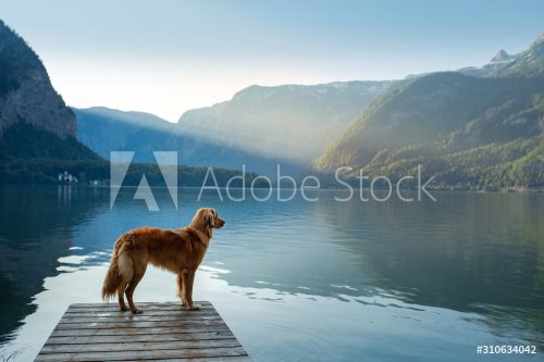 Dog on a journey. Nova Scotia retriever by a mountain lake on a wooden bridge. - 901156847