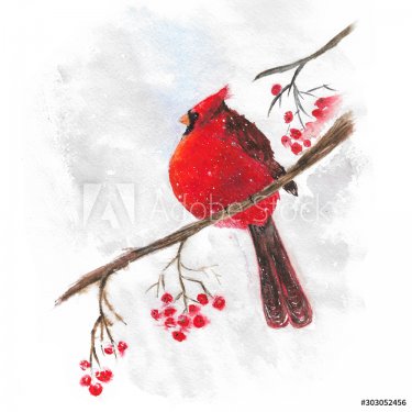 illustration watercolor bird red cardinal on branch with berries