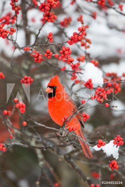 Northern Cardinal (Cardinalis Cardinalis) male in Common Winterberry bush (Il... - 901156820