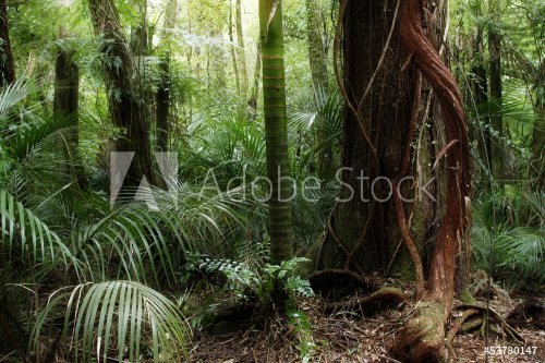 Forêt tropicale - 901156873