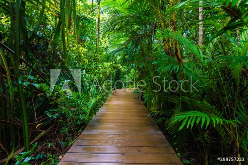 Wooden pathway in deep green mangrove forest - 901156871