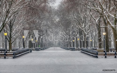 Central Park in winter - 901156904