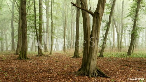 Foggy Forest of old hornbeam trees