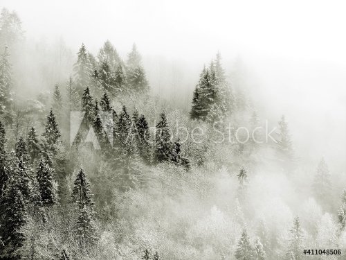 Trees In Forest During Foggy Weather