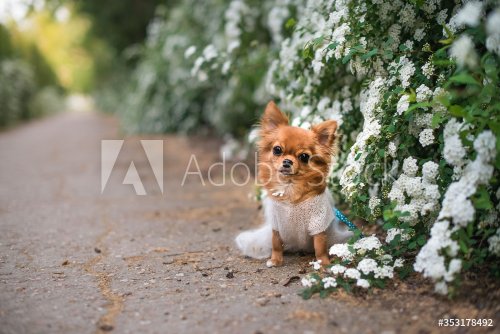 chihuahua in white flowers - 901156959