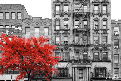 Red tree in black and white street scene in the East Village of Manhattan in New York City