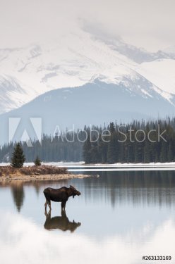Moose in the wild - 901157060