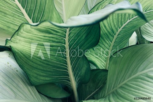 Abstract tropical green leaves pattern, lush foliage houseplant Dumb cane or ... - 901157072