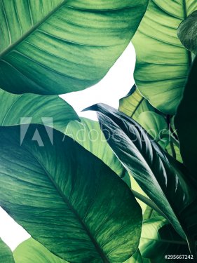 Abstract tropical green leaves pattern on white background, lush foliage of g... - 901157073