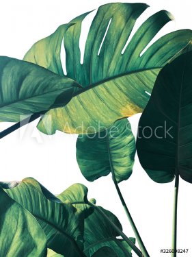 Abstract tropical green leaves pattern on white background, lush foliage of g... - 901157074