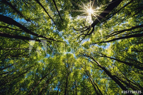 Looking up Green forest. Trees with green Leaves, blue sky and sun light. Bottom view background