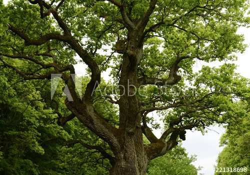 old oak tree - 901157076