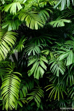 Tropical jungle nature green palm leaves on dark background in a garden - 901157105