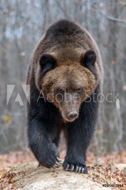 Bear in autumn forest - 901157108