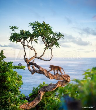 Monkey on the tree. Animals in the wild. Landscape during sunset. Kelingking ... - 901157111