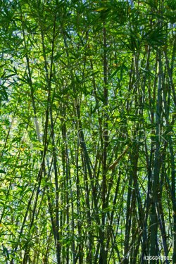 Forêt de bambou au petit matin