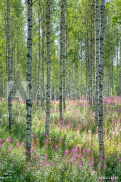 Beautiful birch forest with pink flowers at bright sunny summer day in Finland - 901157116
