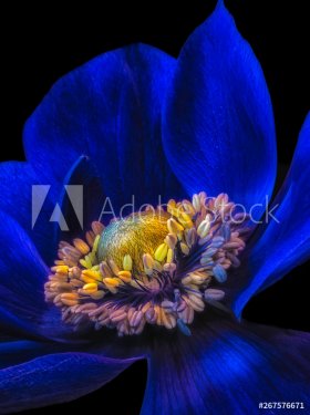 surrealistic dark blue anemone blossom, fine art still life floral macro of the inner of a single isolated wide open bloom with detailed texture on black background