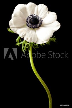Black and White Anemone Isolated on a Black Background - 901157123