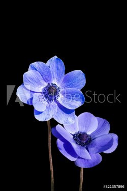 Beautiful violet blue anemone flower, isolated on black background - 901157124