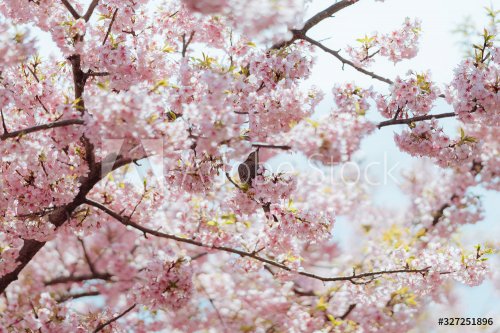 Cherry Blossom - 901157134