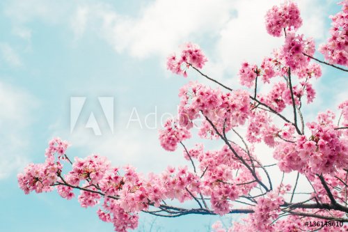 Beautiful cherry blossom sakura in spring time over blue sky. - 901157135