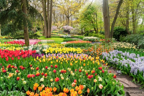Jardin de tulippes colorées - 901157139